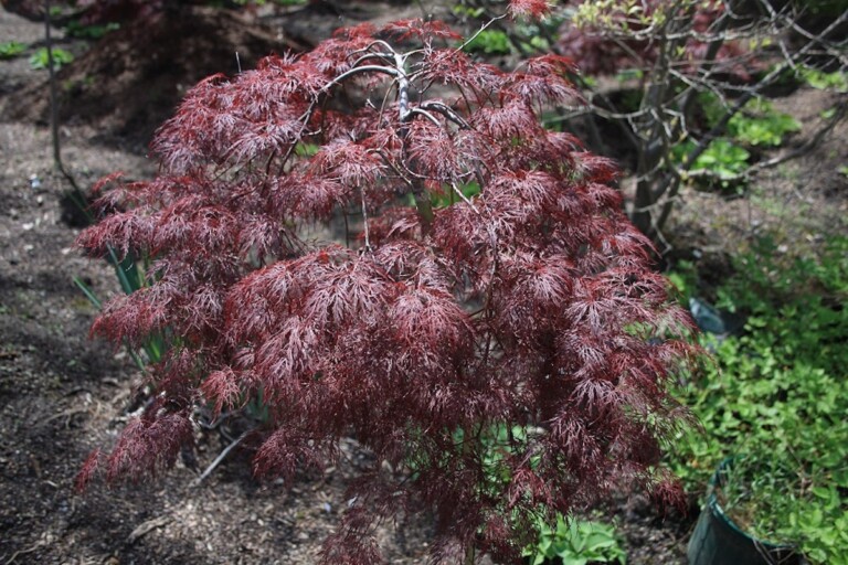 Acer palmatum dissectum ‘Filigree Lace’ - Hickory Hollow Nursery and ...