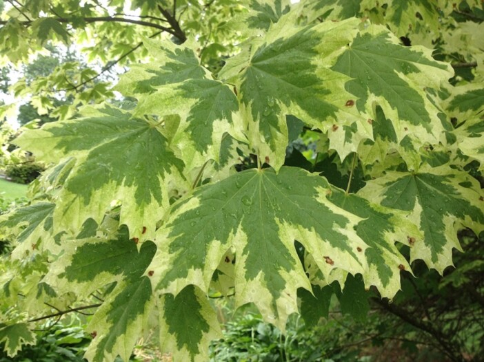 Acer platanoides ‘Variegatum’ - Hickory Hollow Nursery and Garden Center