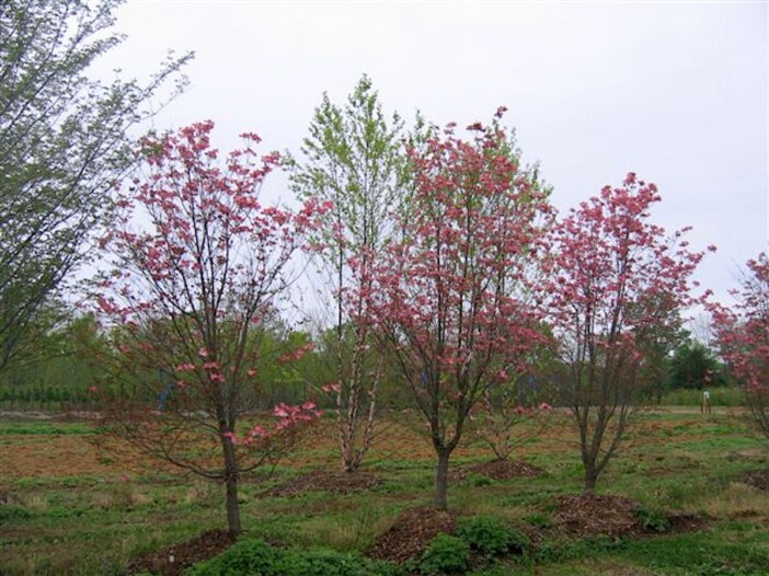 thumbnail image 2 of Red Flowering Dogwood Seeds – Cornus Florida Rubra – Cold Hardy, Showy Red Blooms 2 of 3