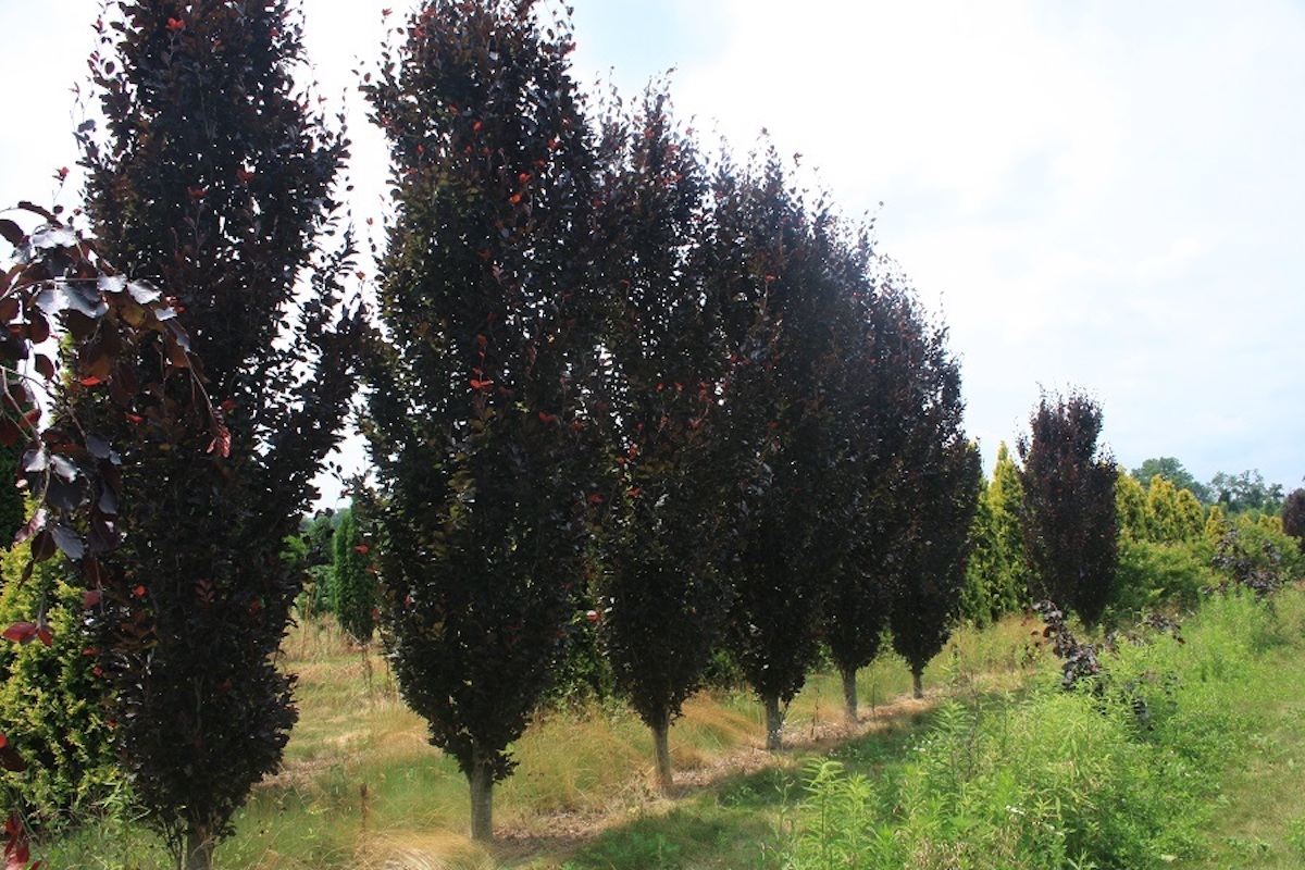 Fagus sylvatica 'Red Obelisk' European Beech - Hollow Nursery and Garden Center