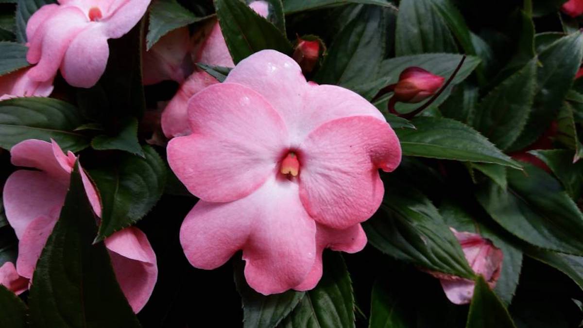 Impatiens hawkeri ‘Celebrette Salmon Frost’ (New Guinea Impatien ...