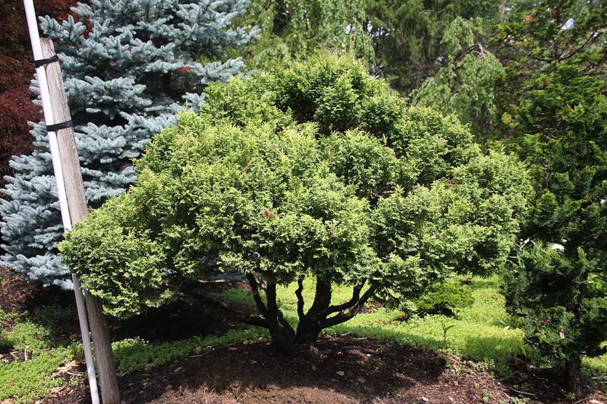 Chamaecyparis (False Cypress) - Hickory Hollow Nursery and Garden Center