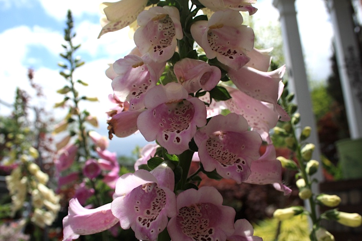 digitalis purpurea foxy