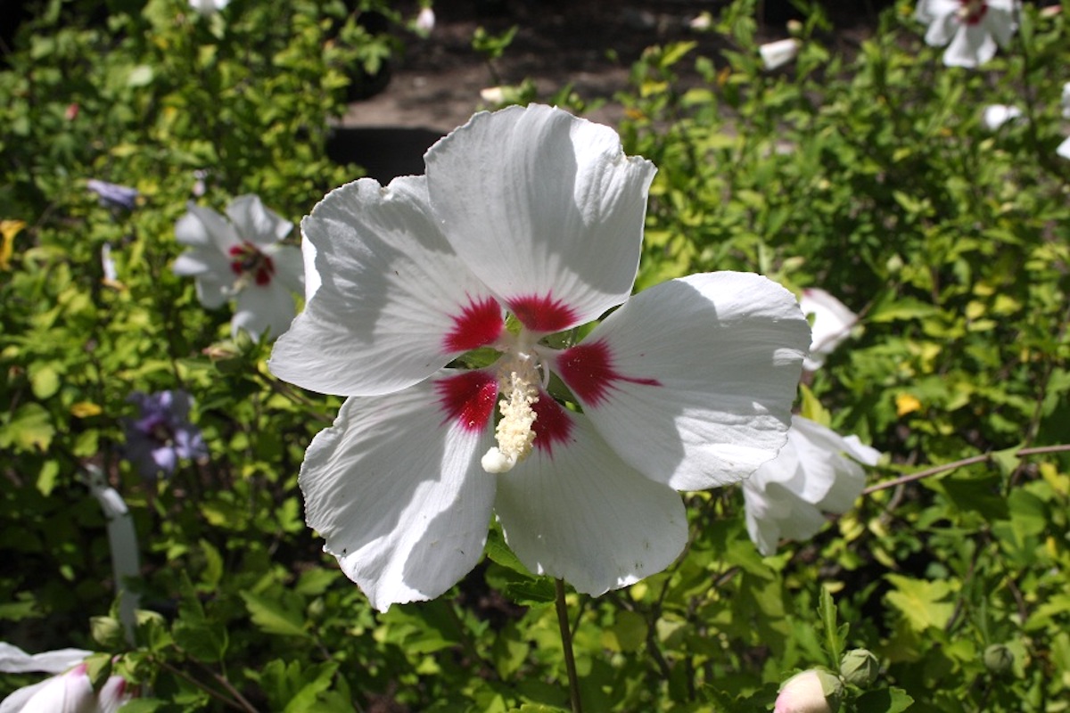 Hibiscus syriacus ‘Red Heart’ - Hickory Hollow Nursery and Garden Center