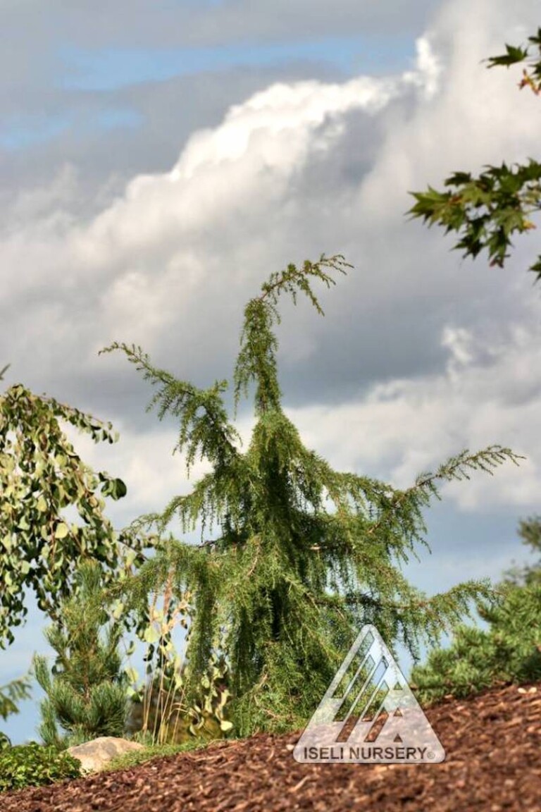 Juniperus communis ???Oblonga Pendula??? Hickory Hollow Nursery and