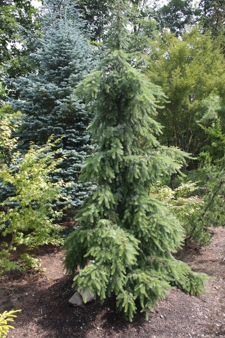 Picea omorika ‘Pendula’ - Hickory Hollow Nursery and Garden Center
