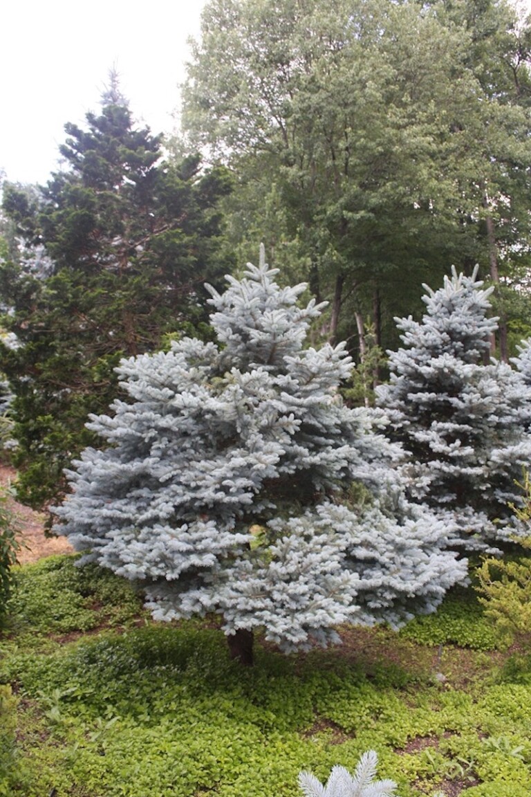Picea pungens ‘Montgomery’ - Hickory Hollow Nursery and Garden Center