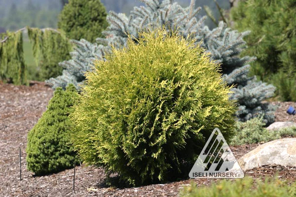 Thuja occidentalis 'Yellow Ribbon' - Iseli Nursery