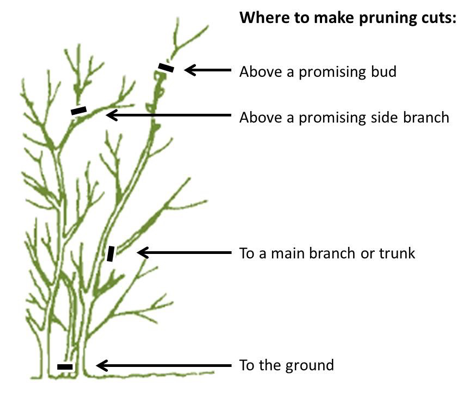 When to Know When to Prune - Hickory Hollow Nursery and Garden Center